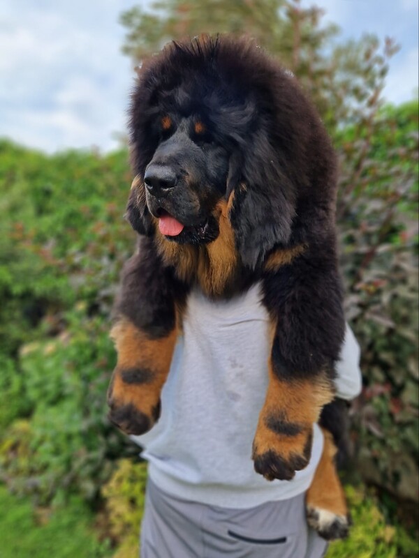 Tibetan mastiff puppy female